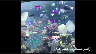 نمایی زیبا از اکواریوم سنگاپور