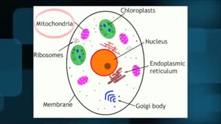 اوزون تراپی چیست