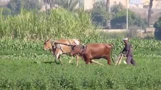 کشاورزی سنتی و شخم زدن زمین با گاو