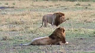 فیلم مستند زندگی شیرهای افرذیقایی در حیات وحش افریقا