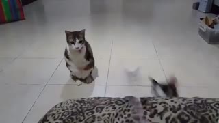 بازی کردن گربه های 2 پای دوست داشتنی