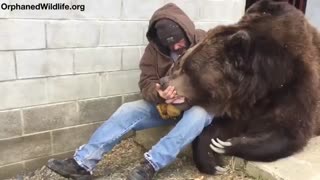 این خرس شکست عشقی خورده و نیاز به دلداری داره