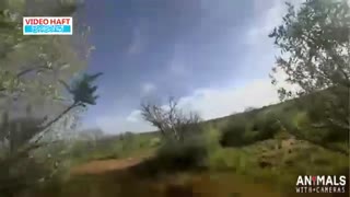 حس واقعی شکار با دوربین نصب شده روی یوزپلنگ