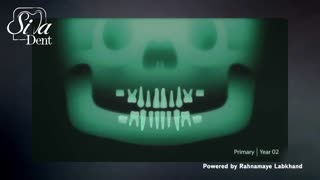 مراحل رویش دندان های شیری و دائمی | دندانپزشکی سیمادنت