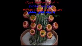 نرژی بخش ترین آهنگ برای من
