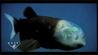 ماهی با سری شیشه ای و شفاف