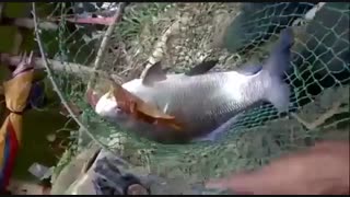 فیلم اموزش ماهیگیری کپور با قلاب