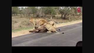 شکار توسط شیرها