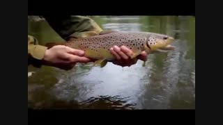 فیلم اعلی درجه اموزشی راهکارهای صید قرل الا در رودخانه