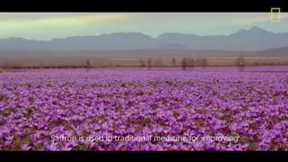 تولید زعفران در خراسان