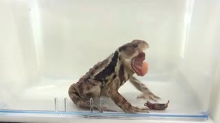 شلیک مواد شیمیایی جوشان به عنوان مکانیزم دفاعی برای سوسک های بمباردیر