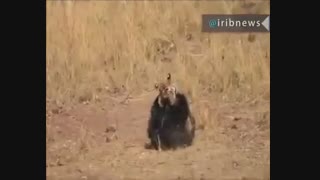 نبرد خرس و ببر