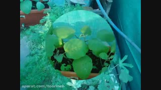 توری سایه انداز (شید) در پرورش گوجه فرنگی-"تورینه بافت"