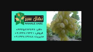 خرید انواع نهال انگور