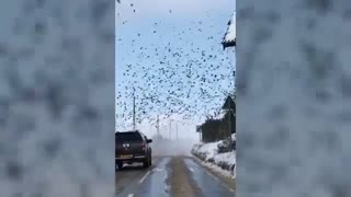 حمله دسته جمعی پردگان مهاجر