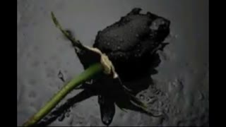 بعضی وقتا به یه متنی بر میخوری که انگار واسه تو نوشتنش.....