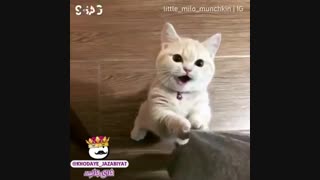 عیدیمو بدید هرچه سریع تر بهتر ت مهم