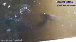 شبکه توری سایبان استخر ماهی -محصولی از شرکت تورینه بافت