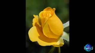 یا بهاء، بگذار در شمایل خوب تو بنگریم