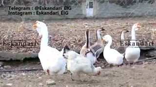 خرید و نگهداری از تخم نطفه دار غاز - آموزش پرورش غاز