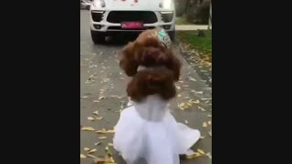 سال نو دوستای گلم پیشاپیش مبارک باشه