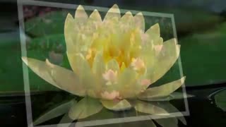 نیلوفر : شاعر حسن اسدی "شبدیز با  صدای  مسعود مهرابی