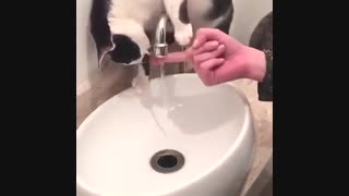 اب  دادن به گربه