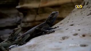 روایتی از زندگی یک آگامای نر در دشت هینی مینی ایلام