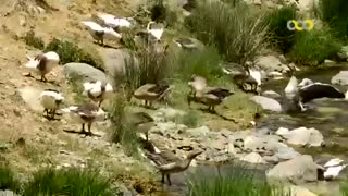 مستند کانی لانکه - مهاباد