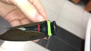 سیکادا حشراتی که 17 سال به صورت لارو زیر زمین زندگی میکنند
