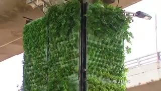 باغ های عمودی در سطح شهر مکزیک برای حل مشکل آلودگی هوا