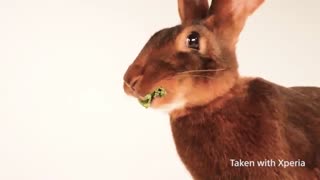 گوشی موبایل سونی   Xperia