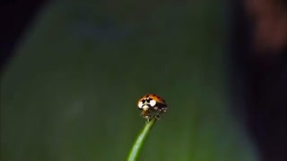 انقلاب اریگامی