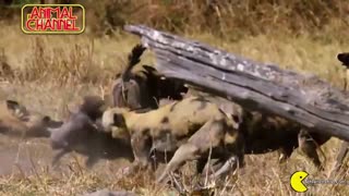 10 حیوان خطرناک آفریقا tehrancdshop.com تهران سی دی شاپ