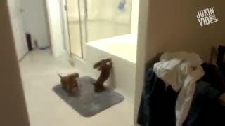 حمام کردن حیوانات خانگی