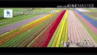 نمایی از گل های هلند