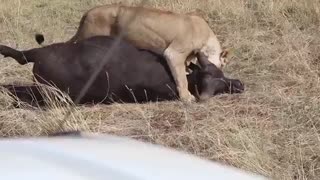 مستند حمله شیرهای افریقایی