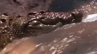 شکار ایمپالا توسط کروکودیل گرسنه در رودخانه