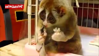 یه دونه از اینا لدفااا