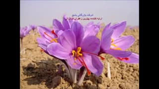 کاشت زعفران