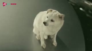 فیلم کوتاه The Dog (سگ)