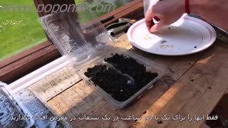 کاشت فلفل چیلی (زیرنویس فارسی)