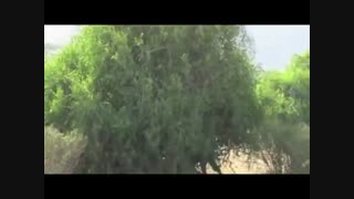 فیلم کوتاه مستند و زیبای حیات وحش افریقا/ شیر به دنبال میمون و میمون روی درخت و فراری