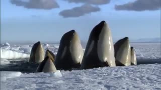 تصاویری باورنکردی از قطب شمال و جنوب در مستند زیبای FrozenPlanet