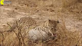 شکار گراز توسط پلنگ و دزدیده شده شکار www.tehrancdshop.com