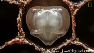 تایم لپس شگفت انگیز از تخم گذاری ملکه زنبورعسل