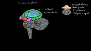 ویدئو ۵۶(limbic system)