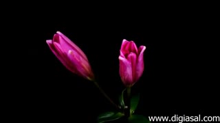 تایم لپس شگفت انگیز و استثنایی از شکفتن گلها ارائه شده توسط  digiasal
