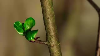 پارکت لمینت ای جی تی