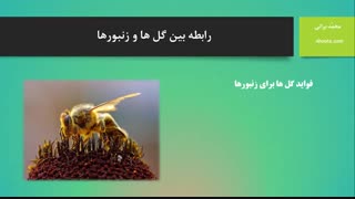 رابطه بین گل ها و زنبورها